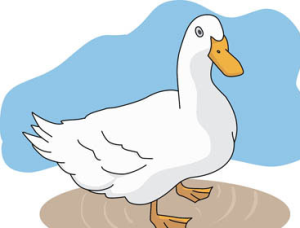 white duck