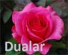 dua gül resmi